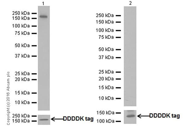 Recombinant Human eNOS protein (Tagged)(AB198066)