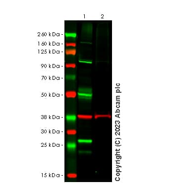 Tmprss2 Antibody P5h9 A3 Bsa And Azide Free Ab309547  Western Blot Img417085