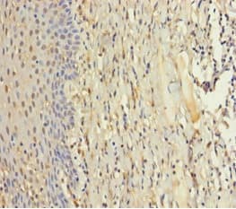 Zmat5 Antibody Ab235355  Immunohistochemistry Formalin Pfa Fixed Paraffin Embedded Sections Img118318