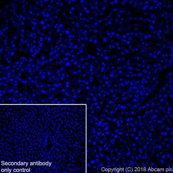 Anti-MAP2 antibody [EPR22036-127](AB221693)
