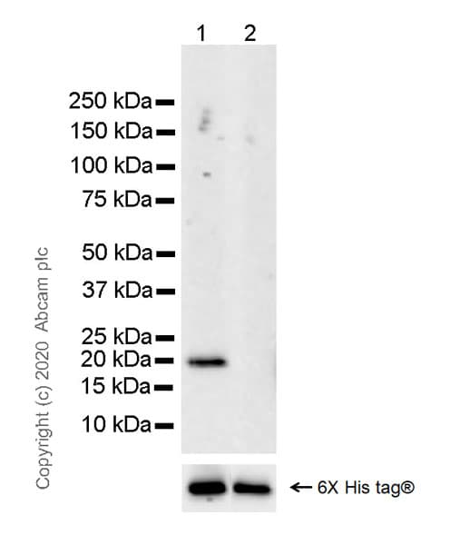 Human Histone H3.3 (Mutated G34W, G34V, G34R) Antibody Panel(AB274410)