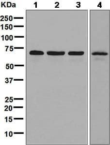 Anti-USP39 antibody [EPR8683] - BSA and Azide free(AB248387)
