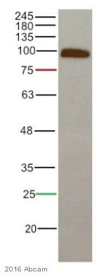 Anti-beta Catenin antibody [E247] - ChIP Grade(AB32572)