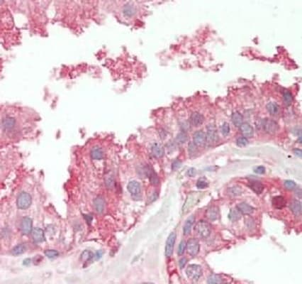 Anti-Poliovirus Receptor/PVR antibody(AB230338)