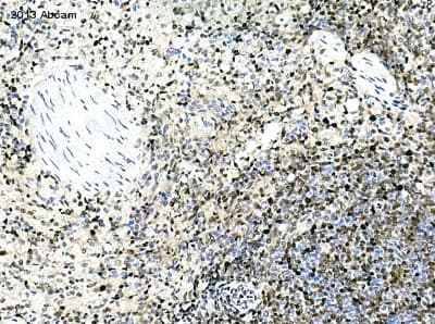 Anti-PCNA antibody(AB18197)