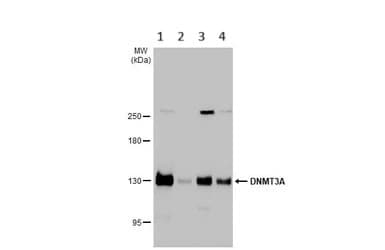 Anti-Dnmt3a antibody - N-terminal(AB228691)