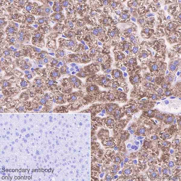 Cyp2c19 Antibody Epr6576 Ab137015  Immunohistochemistry Formalin Pfa Fixed Paraffin Embedded Sections Img24578