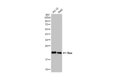 Anti-Bax antibody(AB263897)