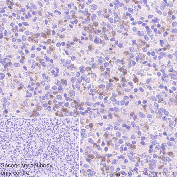 Goat Anti-Rabbit IgG H&L (HRP polymer)(AB214880)