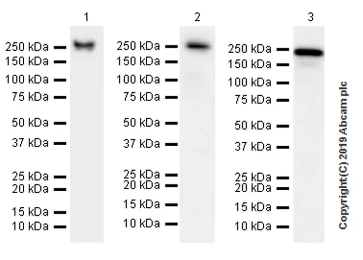 Anti-non-muscle Myosin IIB/MYH10 antibody [EPR22564-23](AB230823)