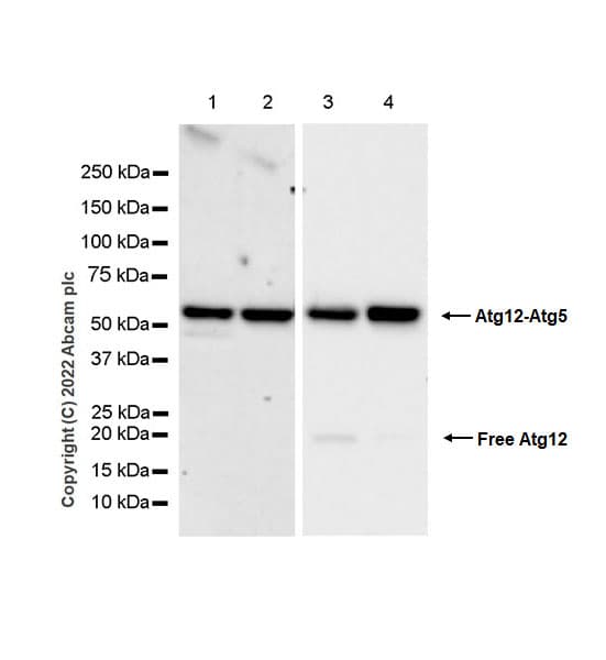 Anti-ATG12 antibody [EPR27485-89] - BSA and Azide free(AB303489)
