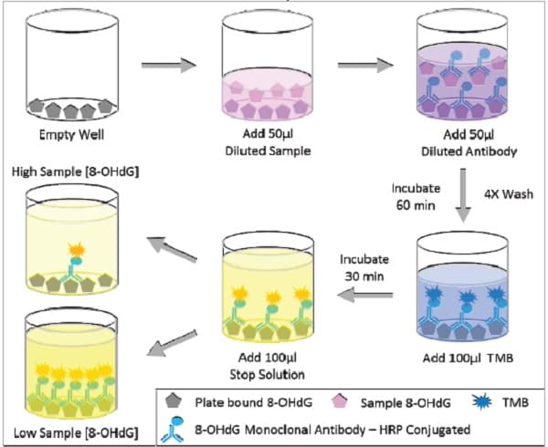 8-hydroxy 2 deoxyguanosine ELISA Kit(AB201734)