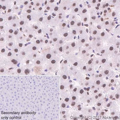 Anti-APE1 antibody [EPR18378-45] - ChIP Grade(AB189474)