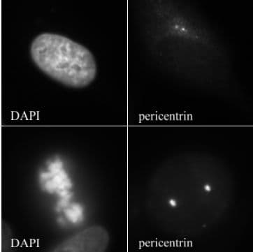 Anti-Pericentrin antibody - Centrosome Marker(ab4448)