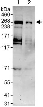Anti-Treslin antibody(AB124268)