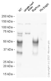 Human CD27A knockout Raji cell line(AB274910)