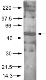 Anti-AKT1 (phospho S473) antibody(ab8932)