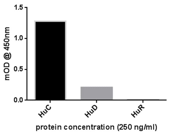 Anti-HuB+HuC+HuD antibody [16A11C1D4](AB176106)