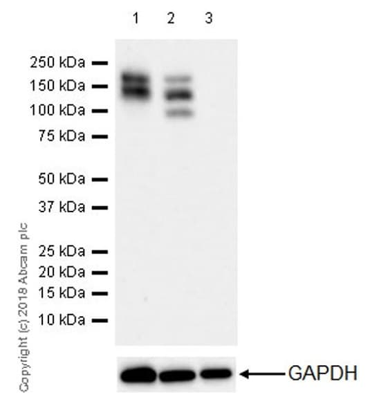 Anti-PDGFR alpha antibody [EPR22059-270](AB203491)