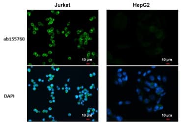 Anti-CD81 antibody(AB155760)