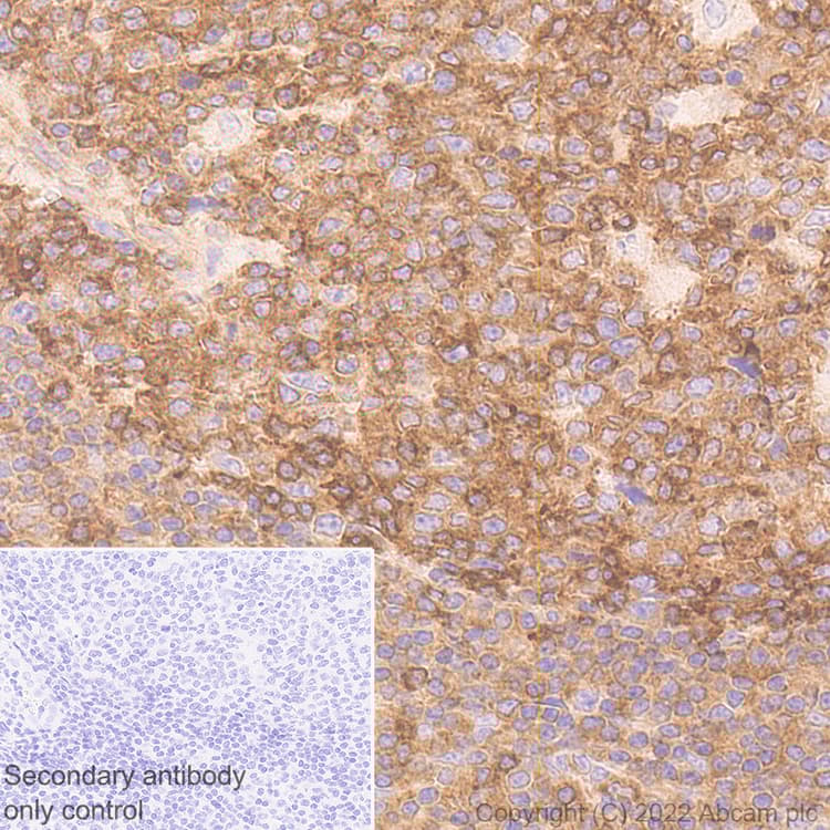Anti-CBL antibody [17/c-Cbl](AB309549)