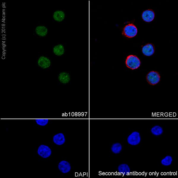 Anti-TRF2 antibody [EPR3517(2)] - BSA and Azide free(AB239939)