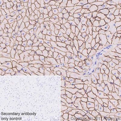 Anti-Dystrophin antibody [EPR21189] - BSA and Azide free(AB230379)