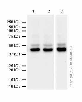 Anti-JNK1 antibody [EPR140(2)](AB110724)