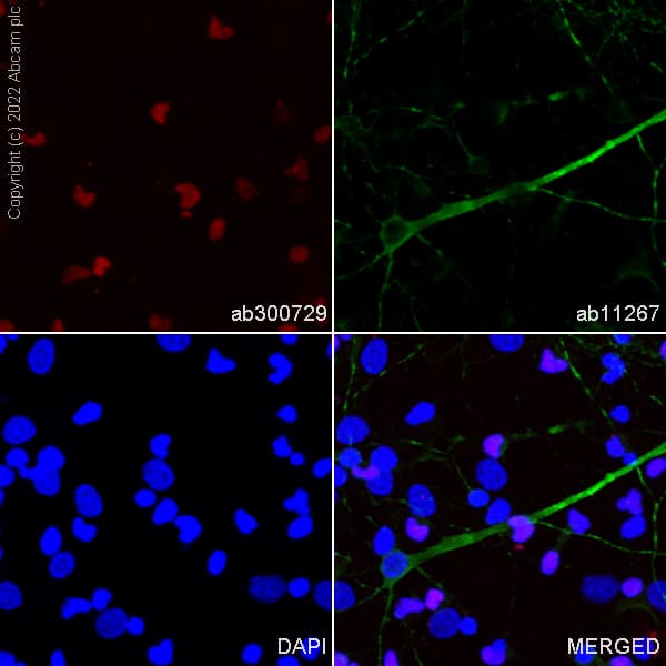 Alexa Fluor® 594 Anti-Olig2 antibody [EPR2673](AB300729)