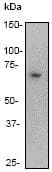 Anti-NF-kB p65 antibody [E379](AB32536)