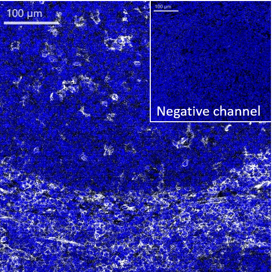 Anti-CD39 antibody [EPR20627] - BSA and Azide free(AB236038)