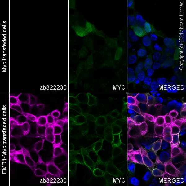 Alexa Fluor® 488 Anti-Myc tag antibody [9E10](AB202008)