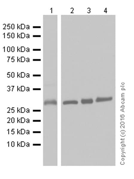 Anti-CNOT7 antibody [EPR18722](AB195587)