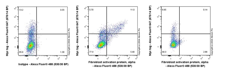 Anti-Fibroblast activation protein, alpha antibody [EPR27358-9](AB317555)