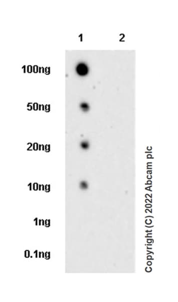 Anti-STAT1 (phospho Y701) antibody [14/P-STAT1] - BSA and Azide free(AB307836)