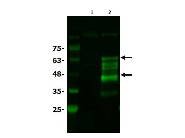 Anti-Bcl3 antibody(AB216877)