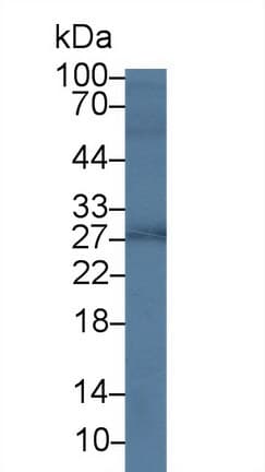 Growth Hormone Antibody Ab230996  Western Blot Img168728