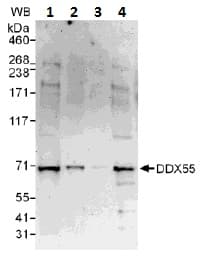 Ddx55 Antibody Ab109591  Western Blot Img21976