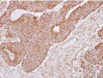 Anti-Lano antibody(AB127568)