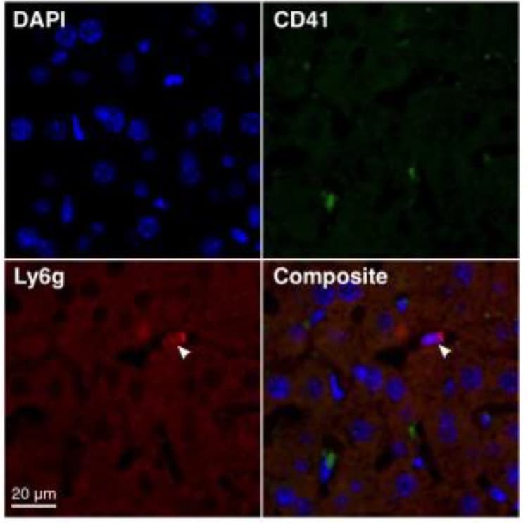 Anti-Fade Fluorescence Mounting Medium - Aqueous, Fluoroshield(AB104135)