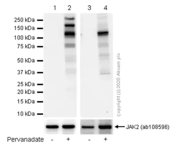 Anti-JAK2 (phospho Y1007 + Y1008) antibody [E132](AB32101)