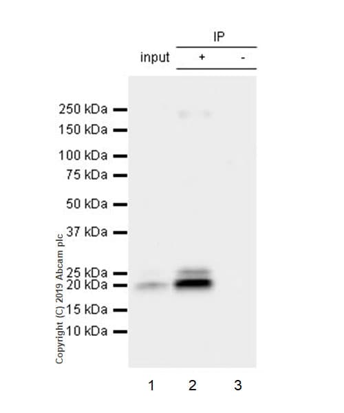 Il 6 Antibody Epr22565 204 Bsa And Azide Free Ab256355  Immunoprecipitation Img4191
