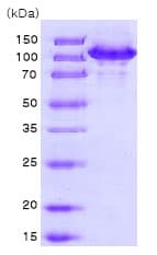 Recombinant Human Hsp105/HSP110 protein(ab78790)