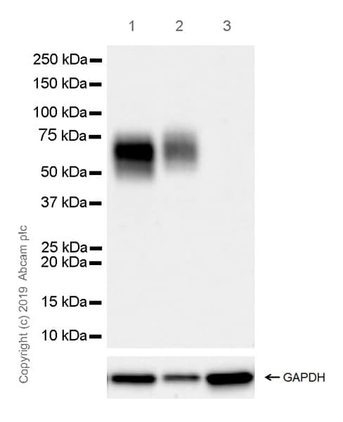 Anti-CD33 antibody [EPR23051-101](ab269456)