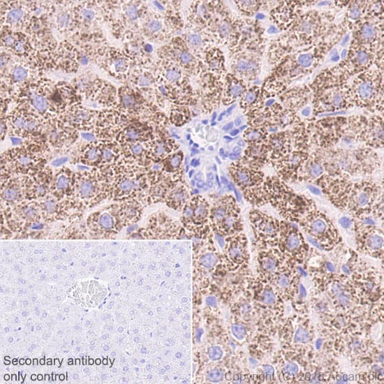 Abat Gaba T Antibody Epr20842 Bsa And Azide Free Ab233702  Immunohistochemistry Formalin Pfa Fixed Paraffin Embedded Sections Img122395