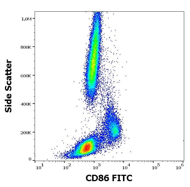 FITC Anti-CD86 antibody [BU63](AB77276)
