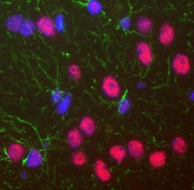 Anti-TDP43 antibody [3H8](AB104223)