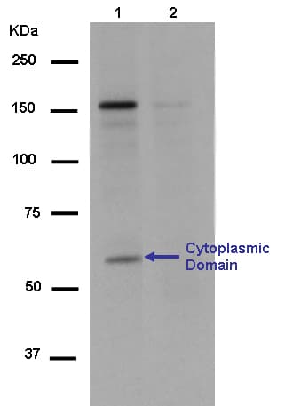 Anti-CSF-1-R (phospho Y561) antibody [EPR12199] - BSA and Azide free(AB250632)
