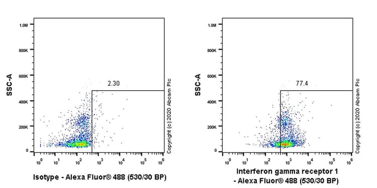 Anti-IFNGR1 antibody [EPR24127-89](AB280353)