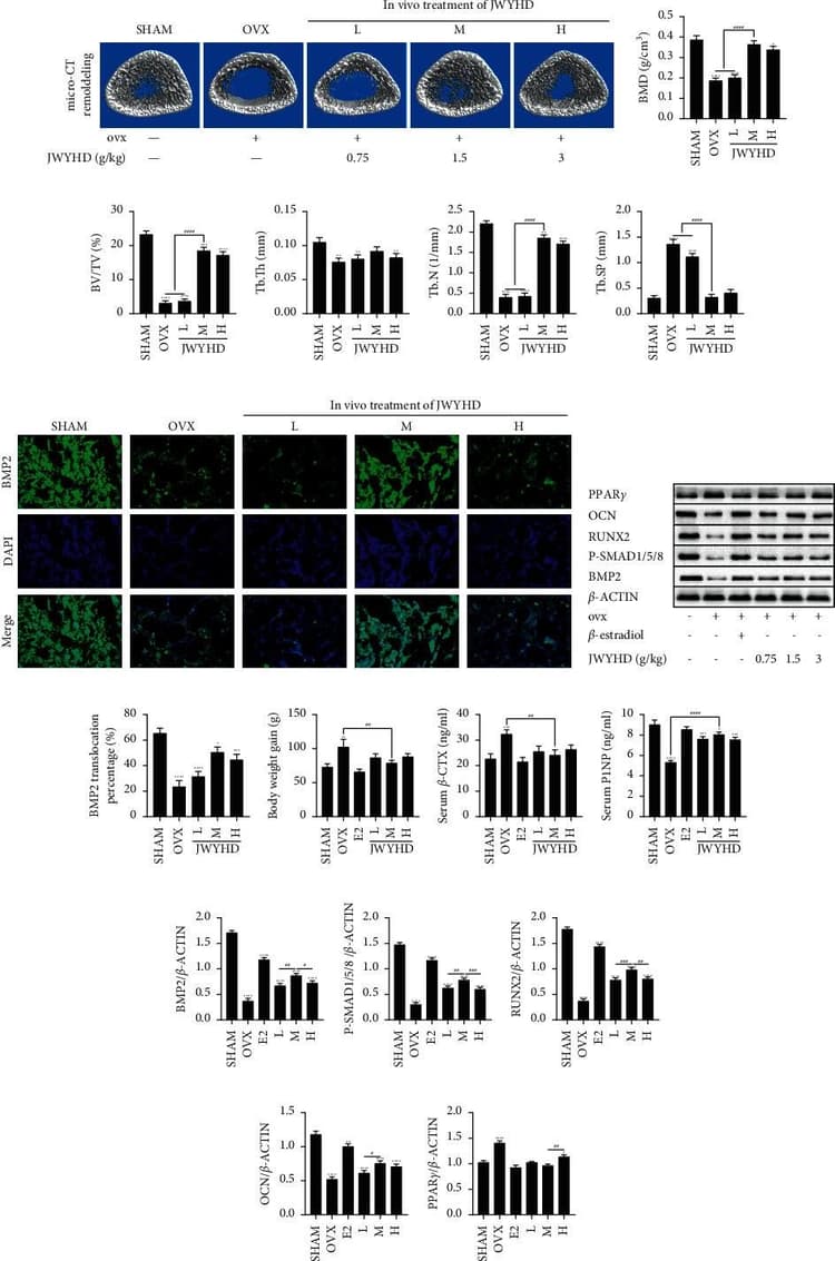 Anti-RUNX2 antibody [EPR22858-106] - ChIP Grade(AB236639)